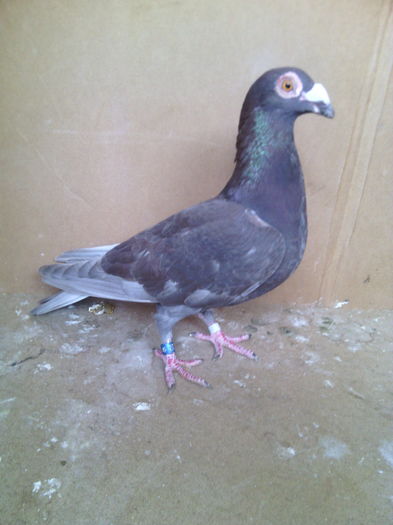 Femela 2014 - Porumbei vanduti