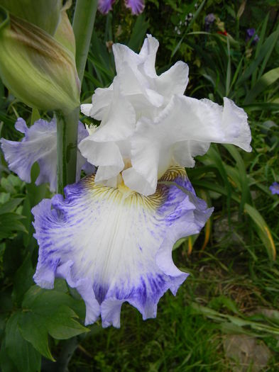 Blueberry parfait - Irisi 2016