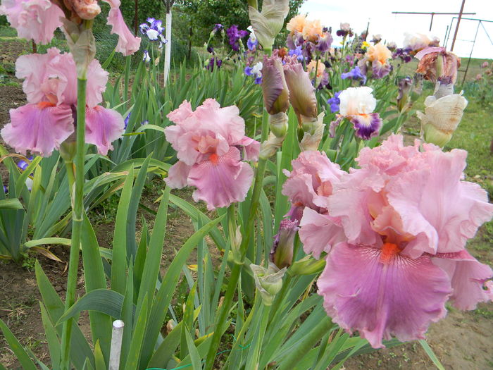 Okapy poppy