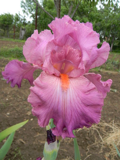Roselene