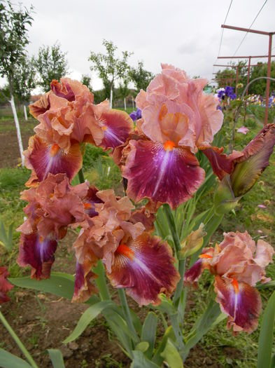 Outrageous fortune