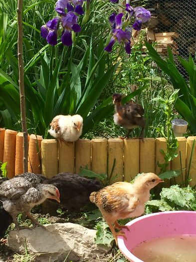 image; %uD83D%uDC23%uD83D%uDC25
