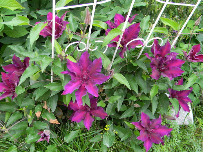 Fleuri