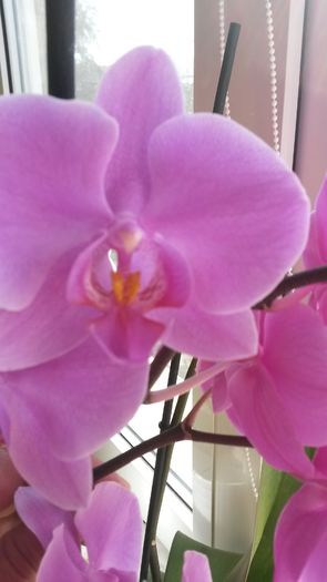 20160302_121013 - orhidee