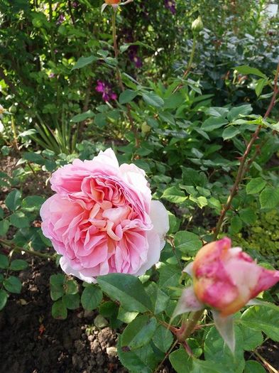 abraham darby - Trandafiri si clematite 2016