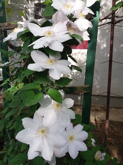 marie boiselot - Trandafiri si clematite 2016