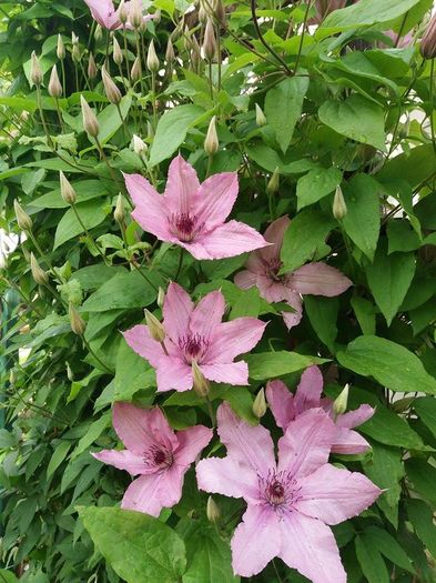 hagley hibrid - Trandafiri si clematite 2016