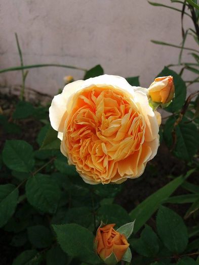 crown princess margareth