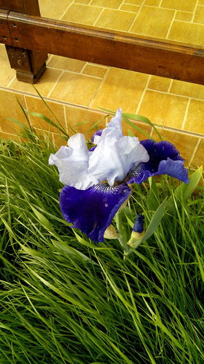 IMG_20160514_170704 - Primavara