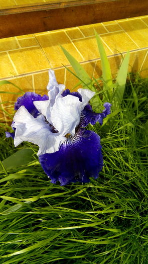 IMG_20160514_170731 - Primavara