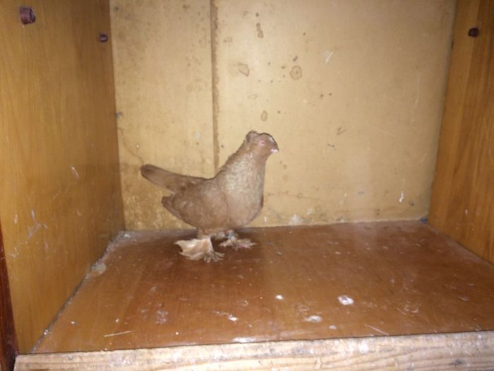 IMG-20160510-WA0001 - Porumbei  vinduti