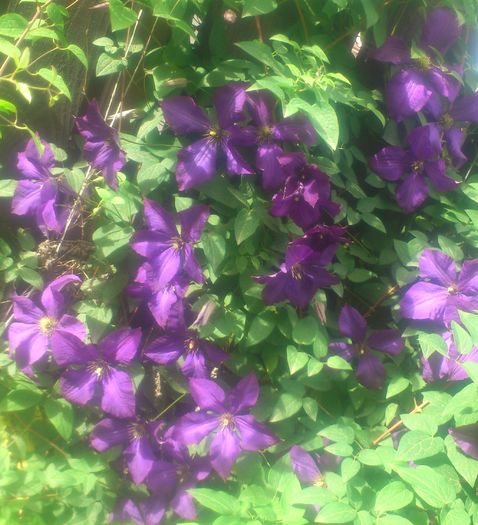 Polish_Spirit_Cred14mai2016 - Clematis