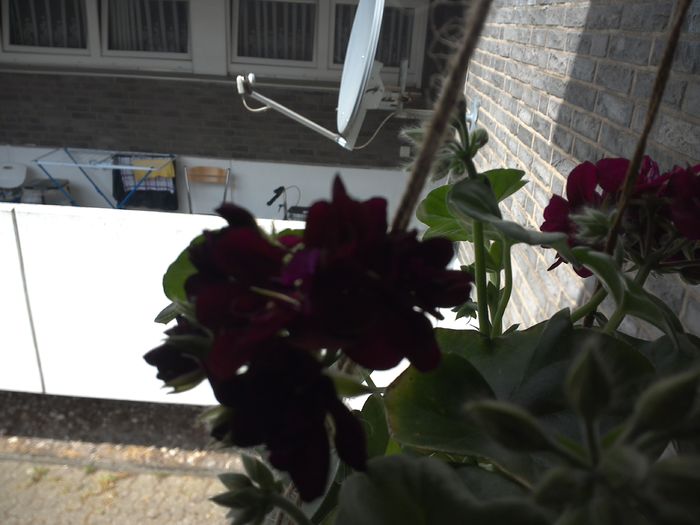 WIN_20160514_112146 - muscate
