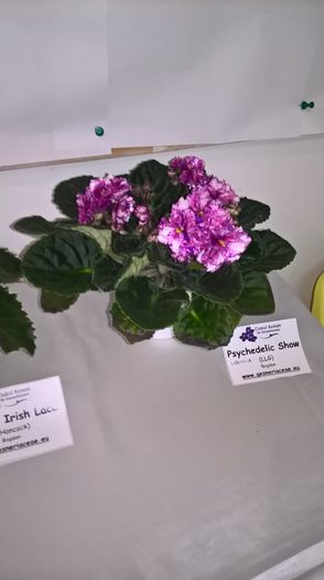 WP_20160514_13_27_41_Pro - expozitie violete mai 2016