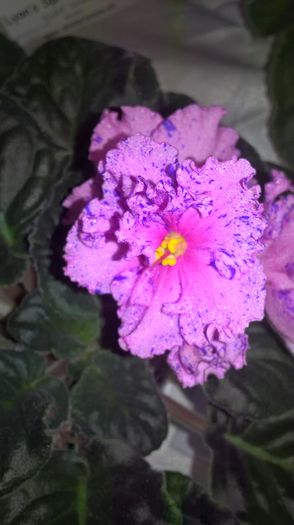 WP_20160514_13_23_07_Pro