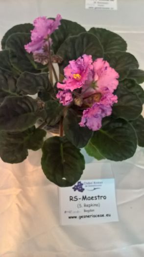 WP_20160514_13_23_00_Pro