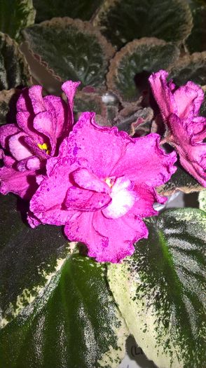 WP_20160514_13_22_17_Pro