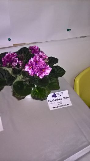 WP_20160514_13_21_34_Pro