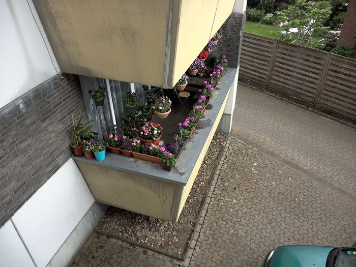 WIN_20160514_125619 - diverse_floricele