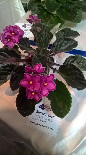 WP_20160514_13_21_07_Pro