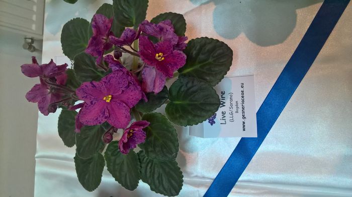 WP_20160514_13_20_05_Pro