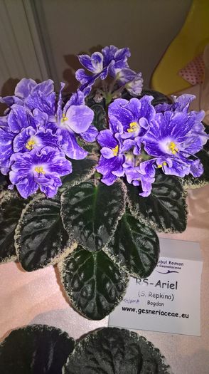 WP_20160514_13_15_18_Pro - expozitie violete mai 2016