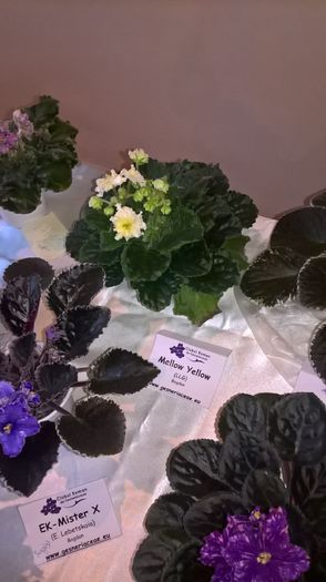 WP_20160514_13_13_31_Pro