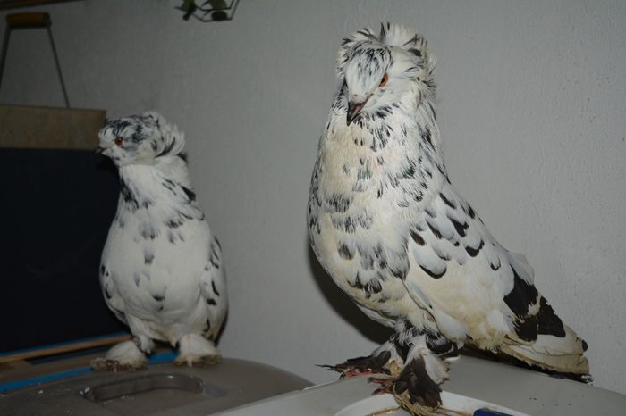 ungurii - Amintiri frumoase cu porumbei
