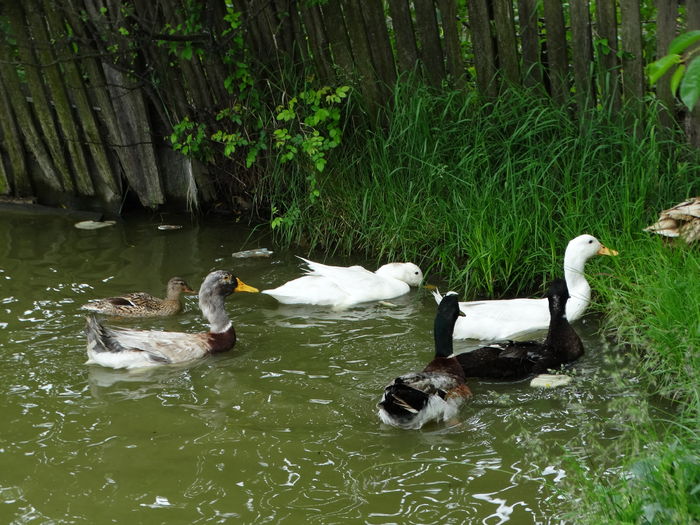 DSC01360 - Rate comune 2