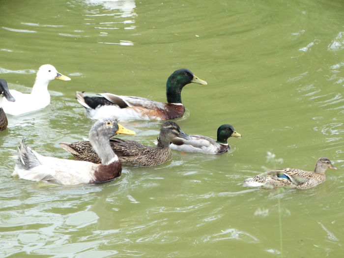 DSC01365 - Rate comune 2