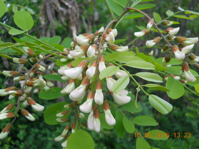 PADURE  2016 044