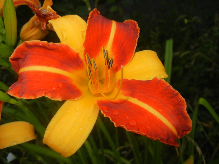 Hemerocallis Frans Hals (2015, July 14)