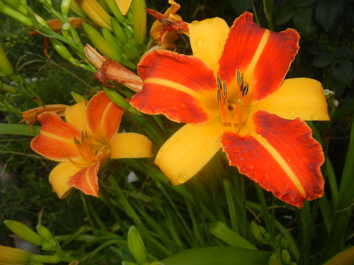 Hemerocallis Frans Hals (2015, July 14)