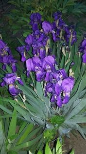 iris albastru; iris albastru

