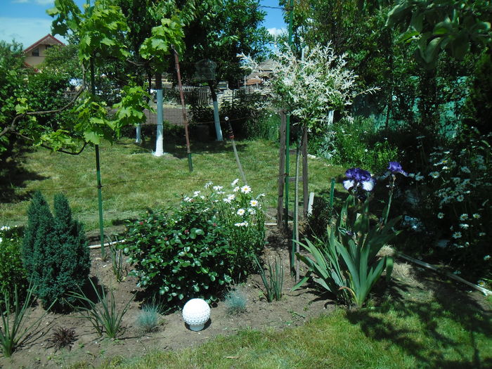 SAM_8476 - Gradina primavara 2016