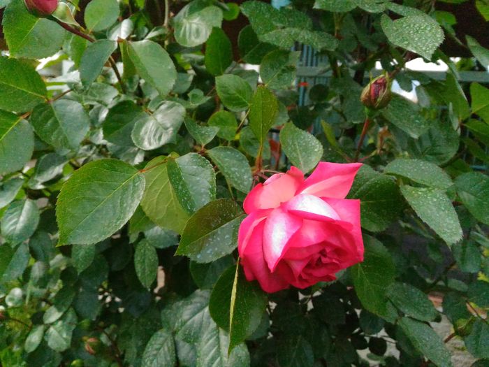 P_20160513_164344[1]