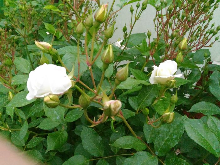 P_20160513_164436[1]