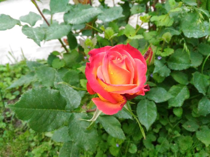 P_20160513_164455[1]