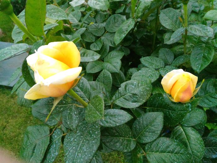 P_20160513_164508[1]