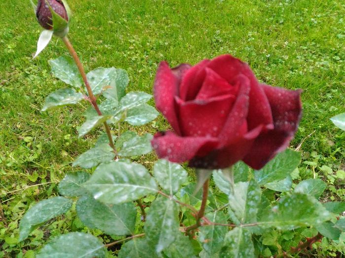 P_20160513_164521[1]