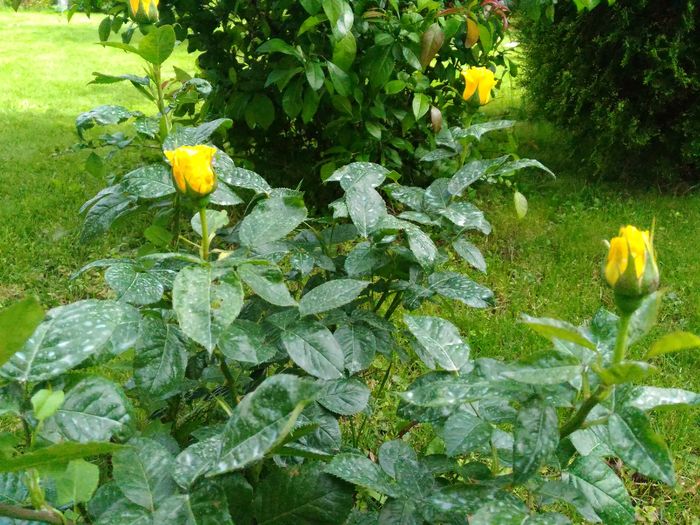 P_20160513_164532[1]