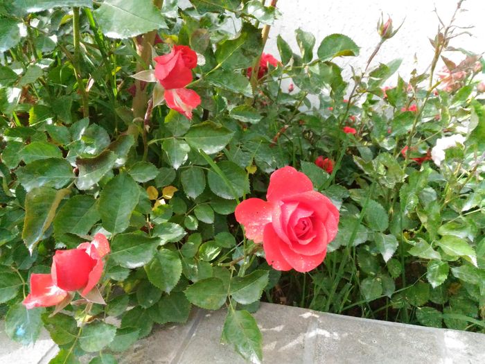 P_20160513_164550[1]