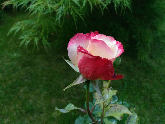 P_20160513_164906[1]