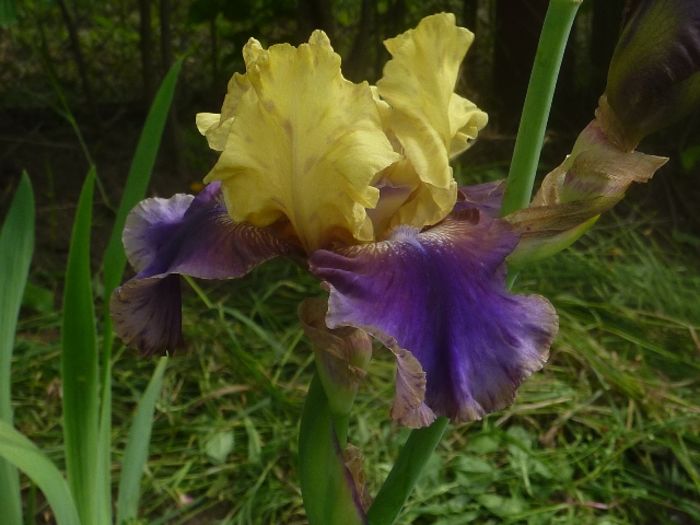 iris Edith Wolford