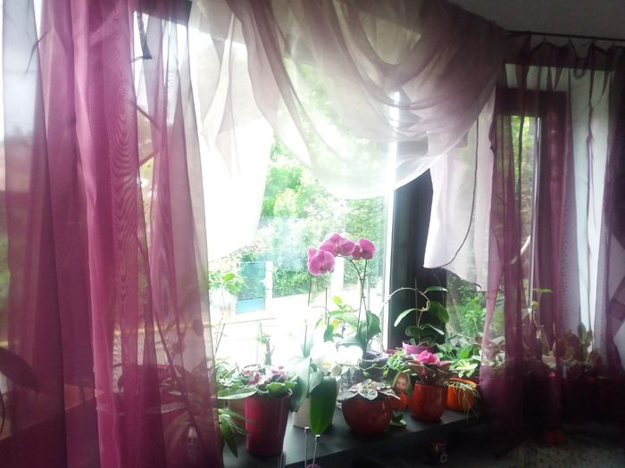 20160515_074640 - violete