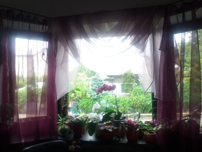 20160515_074706 - violete