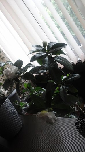 20160514_173138 - Gardenii 2016