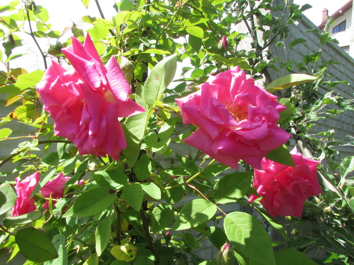 Zephirine Drouhin