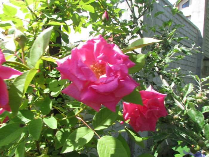 25