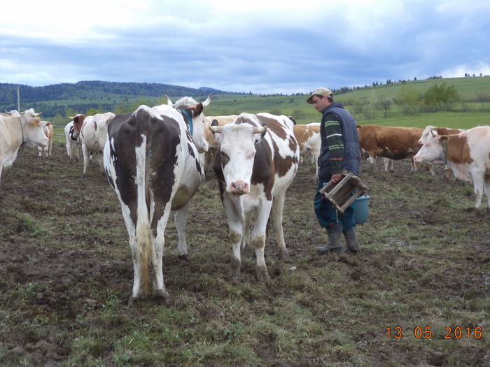 Vacile la muls-8 - URCATUL LA STANA DEALUL ALB 2016